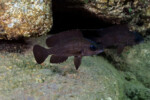 Neolamprologus toae (photos) 25 Neolamprologus toae