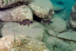 Neolamprologus toae (photos) 26 Neolamprologus toae