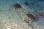 Neolamprologus toae (photos) 27 Neolamprologus toae