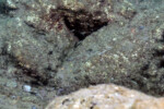 Neolamprologus toae (photos) 28 Neolamprologus toae