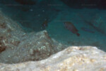Neolamprologus toae (photos) 29 Neolamprologus toae