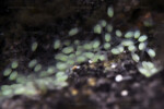 Neolamprologus toae (photos) 15 Neolamprologus toae