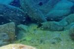Neolamprologus toae (photos) 35 Neolamprologus toae