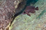 Neolamprologus toae (photos) 36 Neolamprologus toae