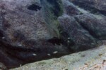 Neolamprologus toae (photos) 37 Neolamprologus toae