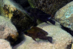 Neolamprologus toae (photos) 30 Neolamprologus toae