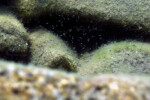 Neolamprologus toae (photos) 31 Neolamprologus toae