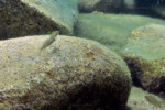 Neolamprologus toae (photos) 32 Neolamprologus toae