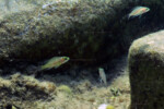 Neolamprologus toae (photos) 33 Neolamprologus toae