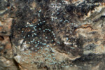 Neolamprologus toae (photos) 14 Neolamprologus toae