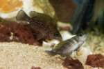 Neolamprologus toae (photos) 3 Neolamprologus toae