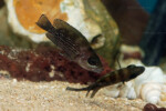 Neolamprologus toae (photos) 4 Neolamprologus toae