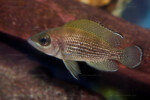 Neolamprologus toae (photos) 2 Neolamprologus toae