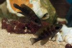 Neolamprologus toae (photos) 5 Neolamprologus toae