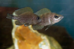 Neolamprologus toae (photos) 7 Neolamprologus toae