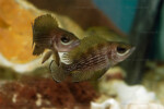 Neolamprologus toae (photos) 8 Neolamprologus toae