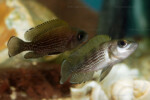 Neolamprologus toae (photos) 9 Neolamprologus toae