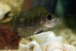 Neolamprologus toae (photos) 10 Neolamprologus toae