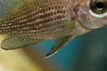 Neolamprologus toae (photos) 12 Neolamprologus toae