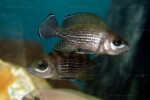 Neolamprologus toae (photos) 6 Neolamprologus toae