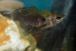 Neolamprologus toae (photos) 11 Neolamprologus toae