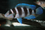 Neolamprologus tretocephalus (photos) 4 Neolamprologus tretocephalus
