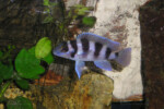 Neolamprologus tretocephalus (photos) 10 Neolamprologus tretocephalus