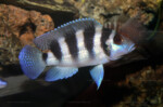 Neolamprologus tretocephalus (photos) 5 Neolamprologus tretocephalus