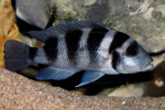 Neolamprologus tretocephalus (photos) 8 Neolamprologus tretocephalus