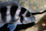 Neolamprologus tretocephalus (photos) 6 Neolamprologus tretocephalus