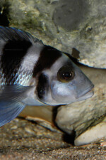 Neolamprologus tretocephalus (photos) 3 Neolamprologus tretocephalus