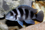 Neolamprologus tretocephalus (photos) 7 Neolamprologus tretocephalus