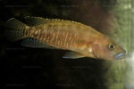 Neolamprologus variostigma 2 Neolamprologus variostigma