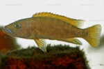 Neolamprologus variostigma 3 Neolamprologus variostigma