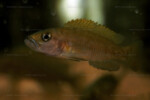 Neolamprologus variostigma 4 Neolamprologus variostigma