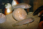 Neolamprologus ventralis (photos) 25 Neolamprologus sp. aff. ventralis Kasanga
