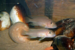 Neolamprologus ventralis (photos) 18 Neolamprologus sp. aff. ventralis Kasanga