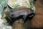 Neolamprologus ventralis (photos) 19 Neolamprologus sp. aff. ventralis Kasanga