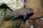 Neolamprologus ventralis (photos) 20 Neolamprologus sp. aff. ventralis Kasanga