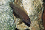 Neolamprologus ventralis (photos) 21 Neolamprologus sp. aff. ventralis Kasanga