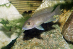 Neolamprologus ventralis (photos) 22 Neolamprologus sp. aff. ventralis Kasanga