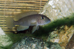Neolamprologus ventralis (photos) 23 Neolamprologus sp. aff. ventralis Kasanga