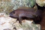Neolamprologus ventralis (photos) 24 Neolamprologus sp. aff. ventralis Kasanga