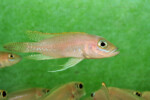 Neolamprologus ventralis (photos) 2 Neolamprologus ventralis