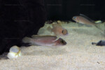 Neolamprologus ventralis (photos) 10 Neolamprologus ventralis
