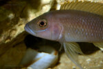 Neolamprologus ventralis (photos) 13 Neolamprologus ventralis