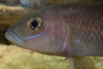 Neolamprologus ventralis (photos) 14 Neolamprologus ventralis