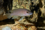 Neolamprologus ventralis (photos) 15 Neolamprologus ventralis