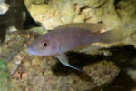 Neolamprologus ventralis (photos) 16 Neolamprologus ventralis