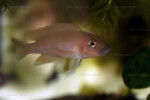Neolamprologus ventralis (photos) 17 Neolamprologus ventralis